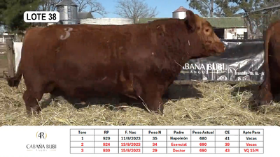 Lote TOROS PP y PC