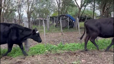 Lote VACAS PREÑADAS