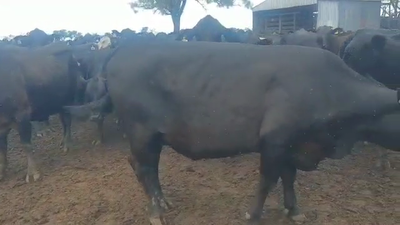 Lote 139 Vacas nuevas Preñadas en Gral. Pinero, Chaco
