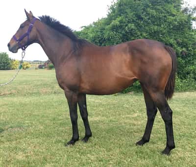 Lote CAPMANY preñada de Midas Touche