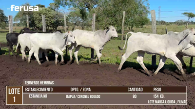 Lote LOTE 1