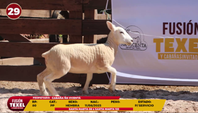 Lote LOTE 29