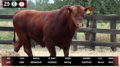 Lote LOTE 29