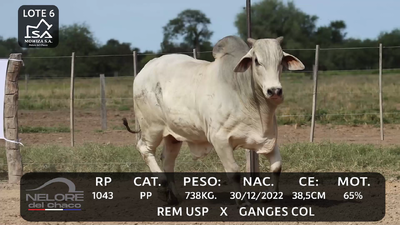 Lote LOTE 6