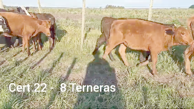 Lote TERNERAS