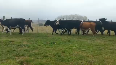 Lote Vacas de Invernada