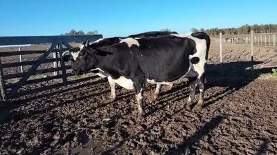 Lote 4 Vacas de Invernada Holando en Carreton