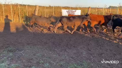 Lote 40 Terneros/as