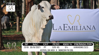 Lote LOTE 56