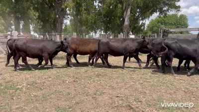 Lote 12 VAQUILLONAS PREÑADAS PC