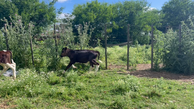 Lote TERNEROS