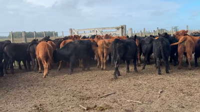 Lote 50 Terneros