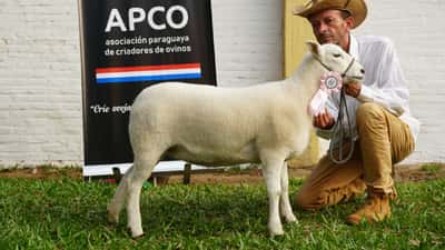 Lote Texel Expo Internacional 2022 - Lote 40