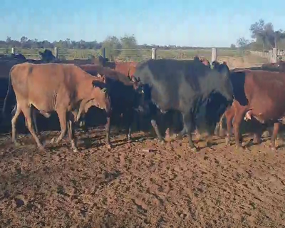 Lote 82 Vacas  en Quimilí, Santiago del Estero