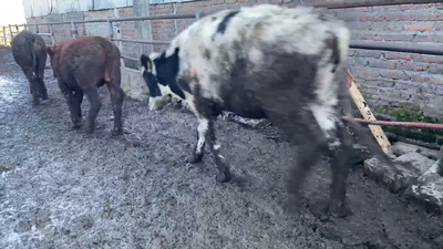 Lote 50 Novillo Engorda en San Bernardo, Región Metropolitana
