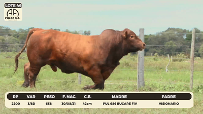 Lote LOTE 46