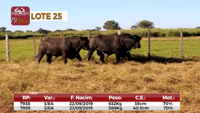 Lote Reproductores de Alborada - Lote 25