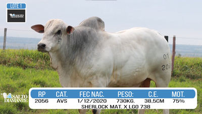 Lote LOTE 1
