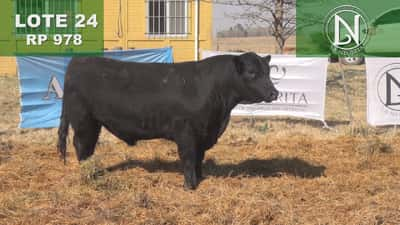 Lote TORO PC ANGUS NEGRO - RP 978