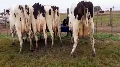 Lote Vacas Secas - Hornero Chico