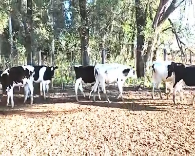 Lote 25 Terneros en Viamonte, Córdoba
