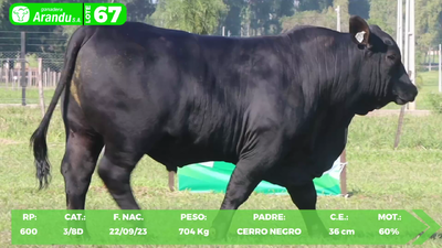 Lote LOTE 67