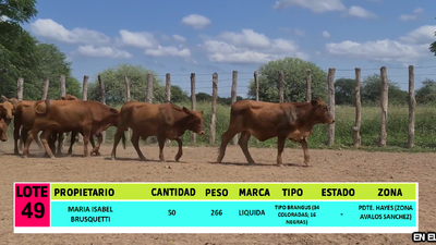 Lote LOTE 49 - 50 VAQUILLAS CBO 1