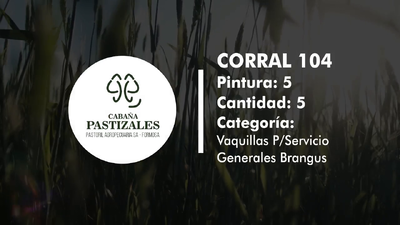 Lote Vaquillonas