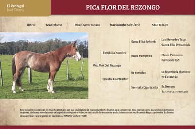 Lote Pica Flor Del Rezongo (RP 59) - Cabaña El Pedregal