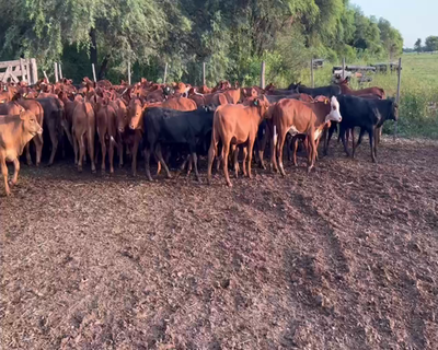Lote 150 Terneros en Juan José Castelli, Chaco