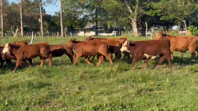 Lote 140 Terneros/as en Corrientes, Paso de Los Libres