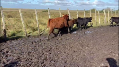 Lote TERNEROS