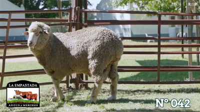 Lote Merino Donhe