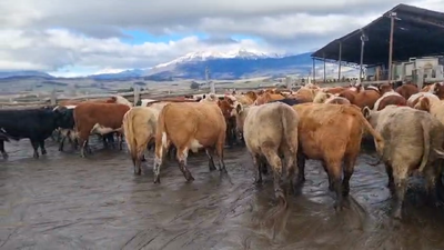 Lote 50 Novillo Engorda en Coyhaique, XI Región Aysén