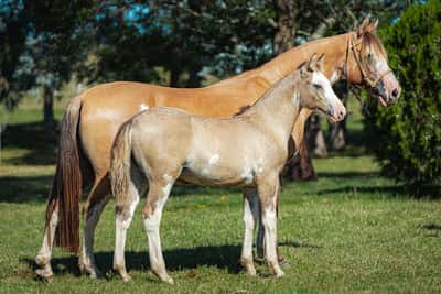 Lote Jaguel Gina