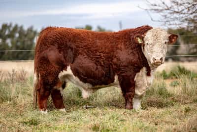 Lote Toro PP