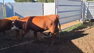 Lote TERNERAS