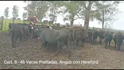 Lote (Vendido)46 Vacas preñadas AA/ HE 420kg -  en PARAJE RINCON DE PEREZ, RUTA 26 KM 80, A 96 KM DE  PAYSANDU Y A 165KM DE TACUAREMBÓ.