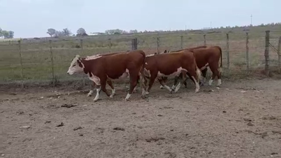 Lote VAQUILLONAS PI