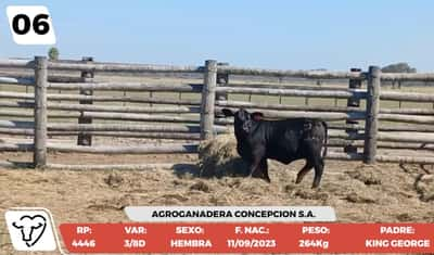 Lote LOTE 6