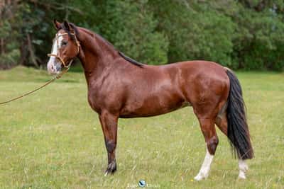 Lote JAGUEL ZAMARRA