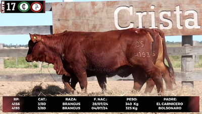 Lote LOTE 17
