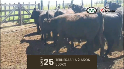 Lote 25 Terneras, Artigas