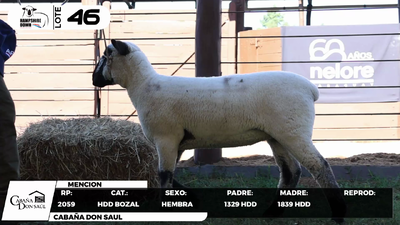 Lote LOTE 46- BOZAL