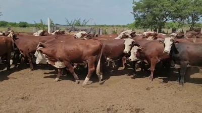 Lote 75 Novillos en Saladas, Corrientes