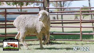 Lote Merino Donhe