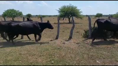 Lote 60 Vacas de invernar en Federal, Entre Ríos
