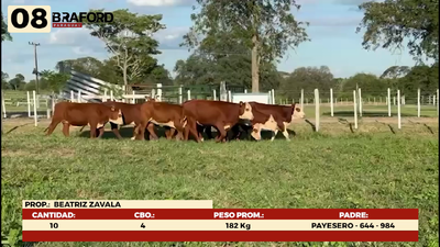 Lote LOTE 8