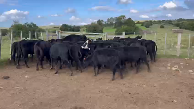 Lote VAQUILLONAS