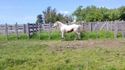 Lote Hembra 2 años